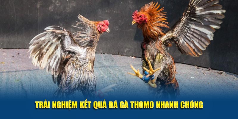 Xem Đá Gà Thomo Trực Tuyến Tại Jun88 – Cập Nhật Liên Tục 2 Trải nghiệm kết quả đá gà Thomo nhanh chóng